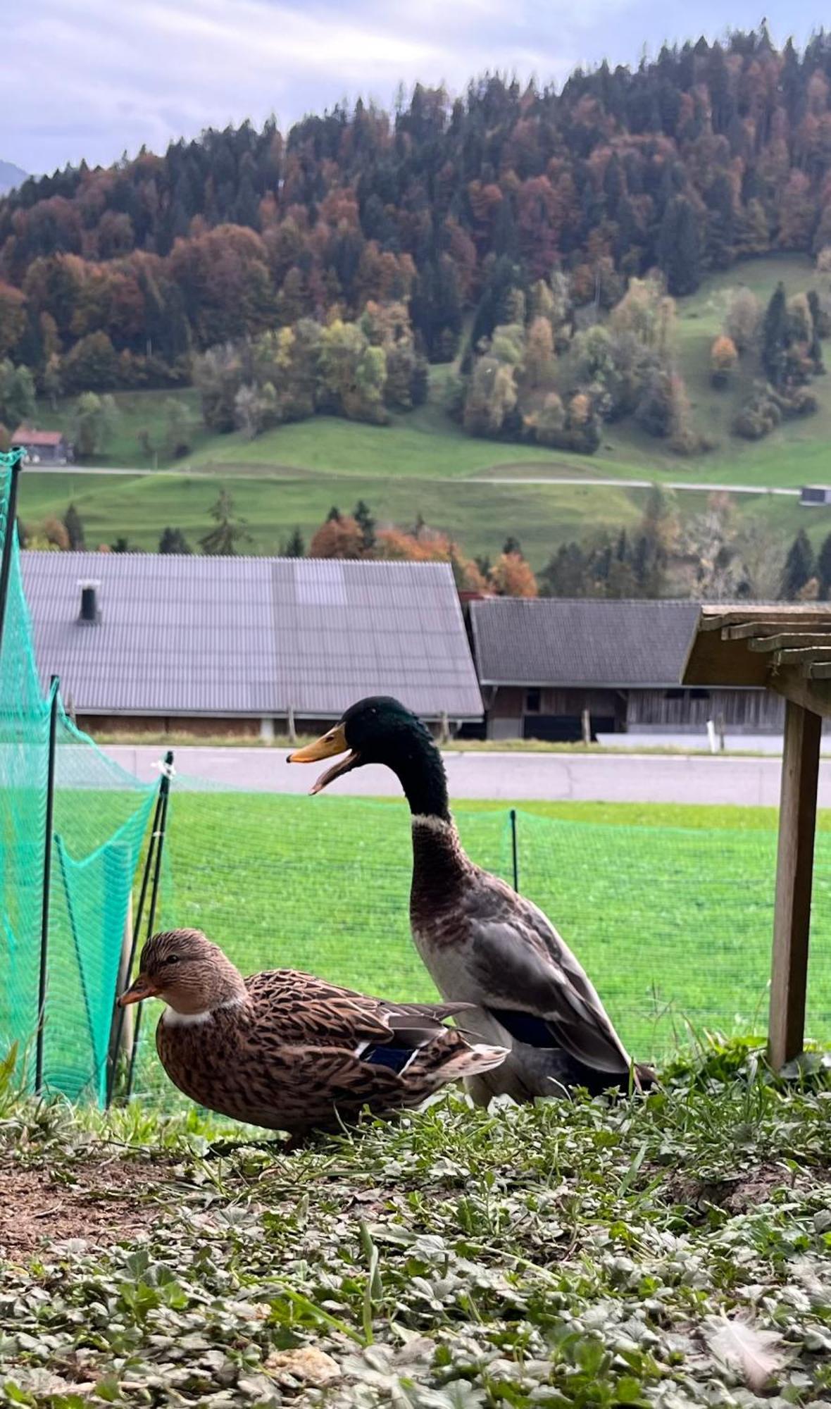 Ferienwohnung Schönenbühl Hittisau Exterior foto